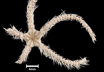 Media type: image;   Invertebrate Zoology OPH-5876 Aspect: dorsal